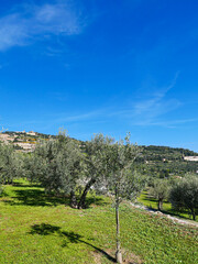 Fototapeta na wymiar Italian landscape: olive trees are visible, in the distance behind them - houses and mountains.