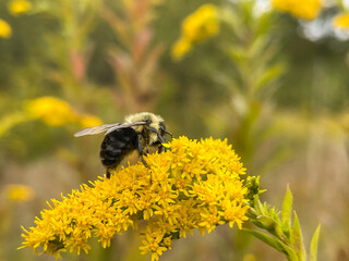 bumblebee on yellow flower