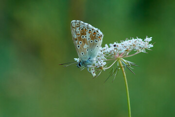 Silbergrüner Bläuling (Polyommatus coridon)	