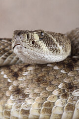 A portrait of a Western Diamondback Rattlesnake
