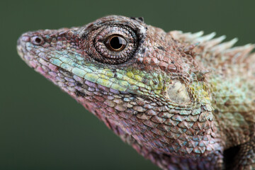 A portrait of a Blue Crested Lizard

