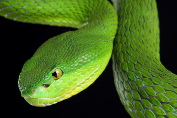 Portrait of a White-lipped Pitviper photographed against a black background
