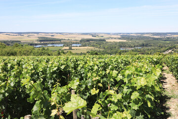 Fototapeta na wymiar Vineyard near Joigny in Yonne, Burgundy, France