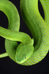 Portrait of a White-lipped Pitviper photographed against a black background
