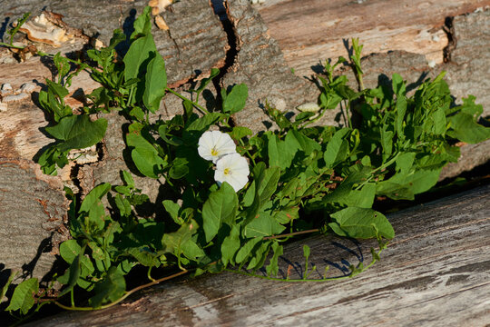 Acker-Winde (Convolvulus arvensis)