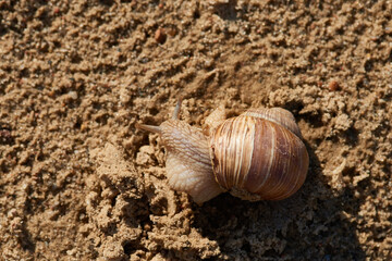 Weinbergschnecke in der Morgensonne