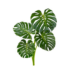 Monstera leaves isolated on white background