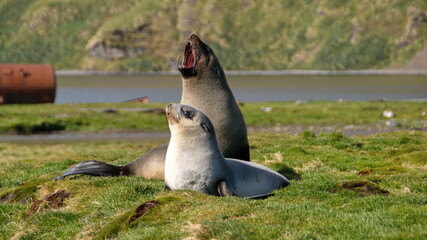 Obraz premium Pair of Antarctic fur seals (Arctocephalus gazella) in a field at Stromness, South Georgia Island