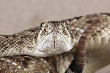 A portrait of a Western Diamondback Rattlesnake in a defensive posture
