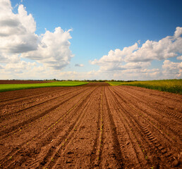 Fototapeta na wymiar plowed field with blue sky