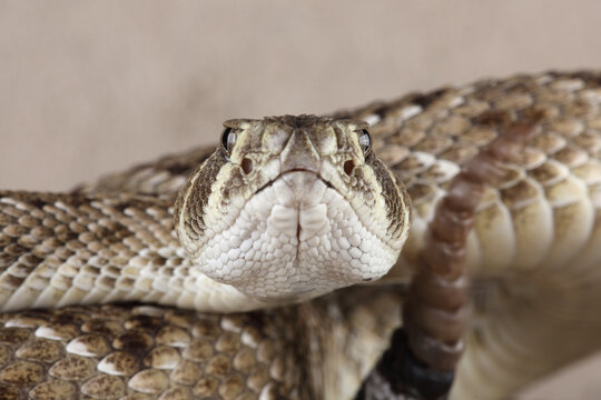 A portrait of a Western Diamondback Rattlesnake in a defensive posture
 - Powered by Adobe