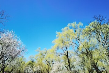 Fototapeta premium landscape