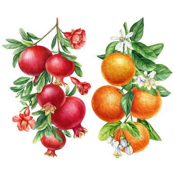 Tropical Set Fruits on isolated background, watercolor botanical. Orange and pomegranate with leaves and flowers. 