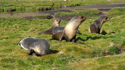 Fototapeta premium Antarctic fur seals (Arctocephalus gazella) lying in a field at Stromness, South Georgia Island