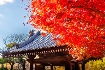 玉沢妙法華寺　紅葉