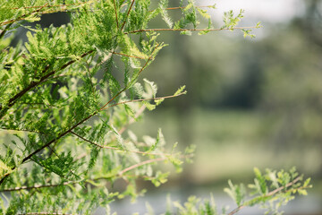 green leaves in spring
