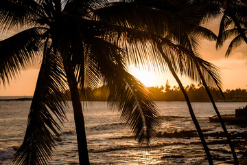 Palm tree sunset at the beach.