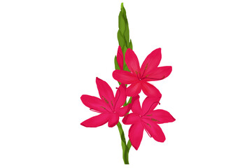 pink lily flower digital art isolated on transparent background