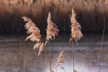 Romantic reeds at the pond exposed in the back light