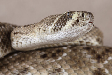 A portrait of a Western Diamondback Rattlesnake
