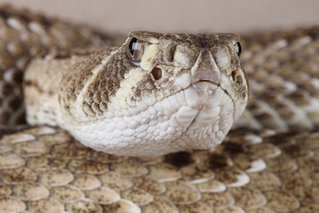 A portrait of a Western Diamondback Rattlesnake
