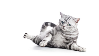 Kitten British shorthair silver tabby cat play