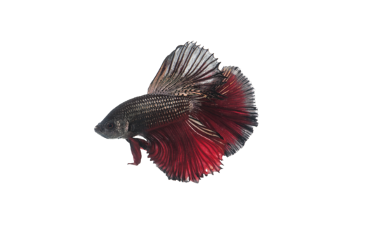 Fighting fish "Fancy Halfmoon Betta isolated