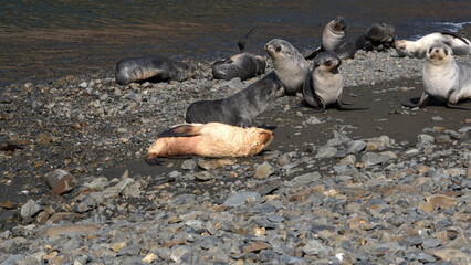 Leucistic  Antarctic fur seal (Arctocephalus gazella) pup in a group of seal pups on the beach at Stromness, South Georgia Island