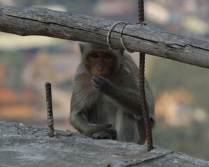 singe caché
