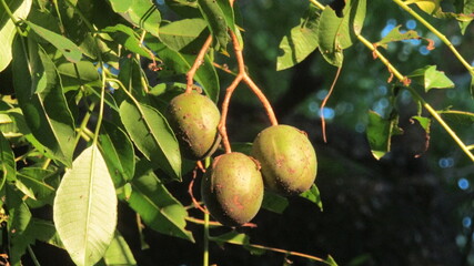green mango fruit