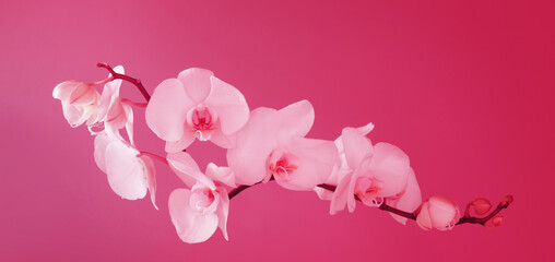 bunch of white orchid on blue background