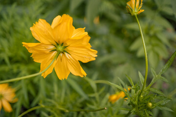 Close up photo of yellow cosmos flower when spring season. The photo is suitable to use for nature background and media social content.