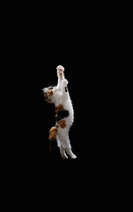 Obraz na płótnie Canvas CAT JUMP 01