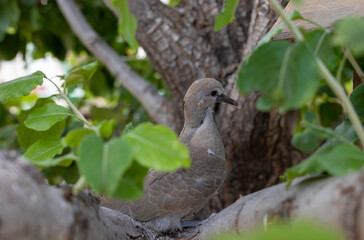 Young Mourning Dove in Tree