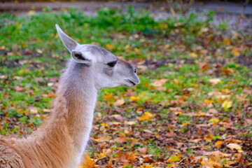 Muzzle young llama against background autumn foliage.
