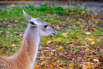 Muzzle young llama against background autumn foliage.