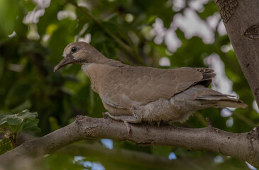 Young Mourning Dove in Tree