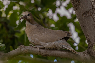 Young Mourning Dove in Tree