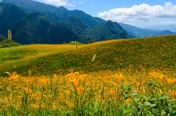 Hemerocallis fulva, Orange Daylily, The Orange day lily flower at sixty stone mountain, Fuli, Hualien, Taiwan