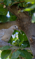 Young Mourning Dove in Tree