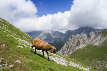 Fototapeta premium panoramic landscape with meadows, sheep and mountains in the Alps