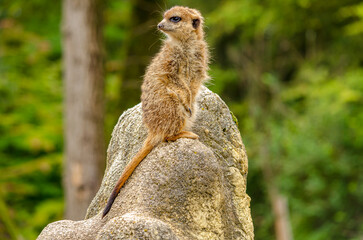 Erdm&auml;nnchen auf Wachposten