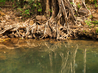 Tree roots in Pond