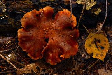 Inedible mushrooms in the autumn, wet forest. Fallen leaves, moss.