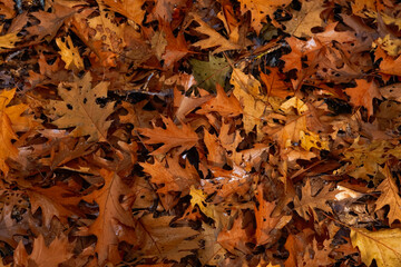 Inedible mushrooms in the autumn, wet forest. Fallen leaves, moss.