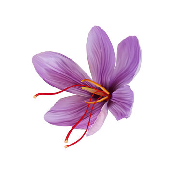Saffron flower Bud open close-up. Seasoning expensive saffron