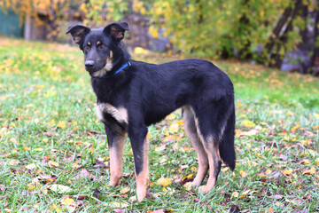 black laika dog full body photo on green grass background