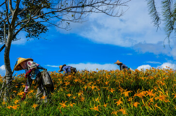 Fototapeta na wymiar Hemerocallis fulva, Orange Daylily, The Orange day lily flower at sixty stone mountain, Fuli, Hualien, Taiwan