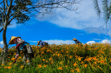 Fototapeta premium Hemerocallis fulva, Orange Daylily, The Orange day lily flower at sixty stone mountain, Fuli, Hualien, Taiwan