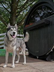 Hasky dog ​​on the terrace